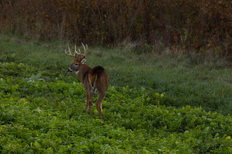 TOP TIPS FOR OCTOBER WHITETAIL SUCCESS