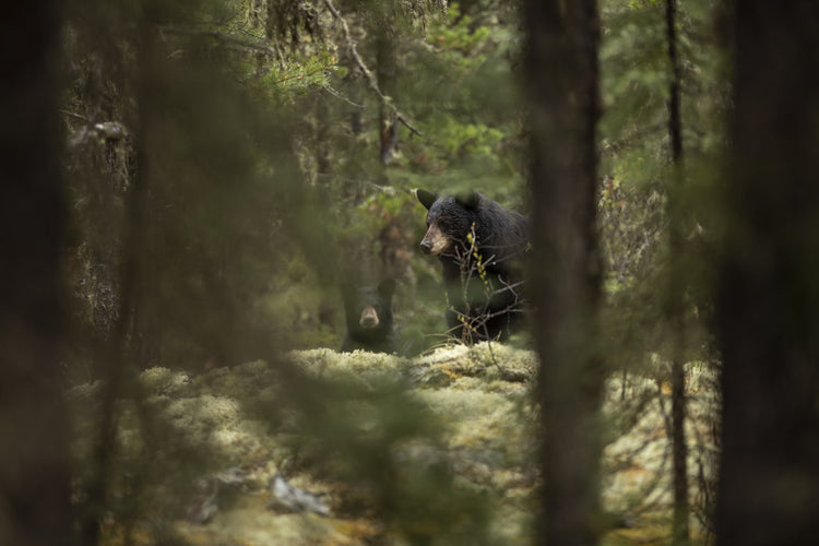 THE GUIDE TO SPRING BLACK BEARS