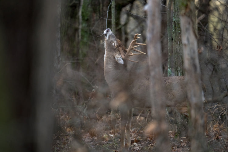 Manipulating Deer Movement