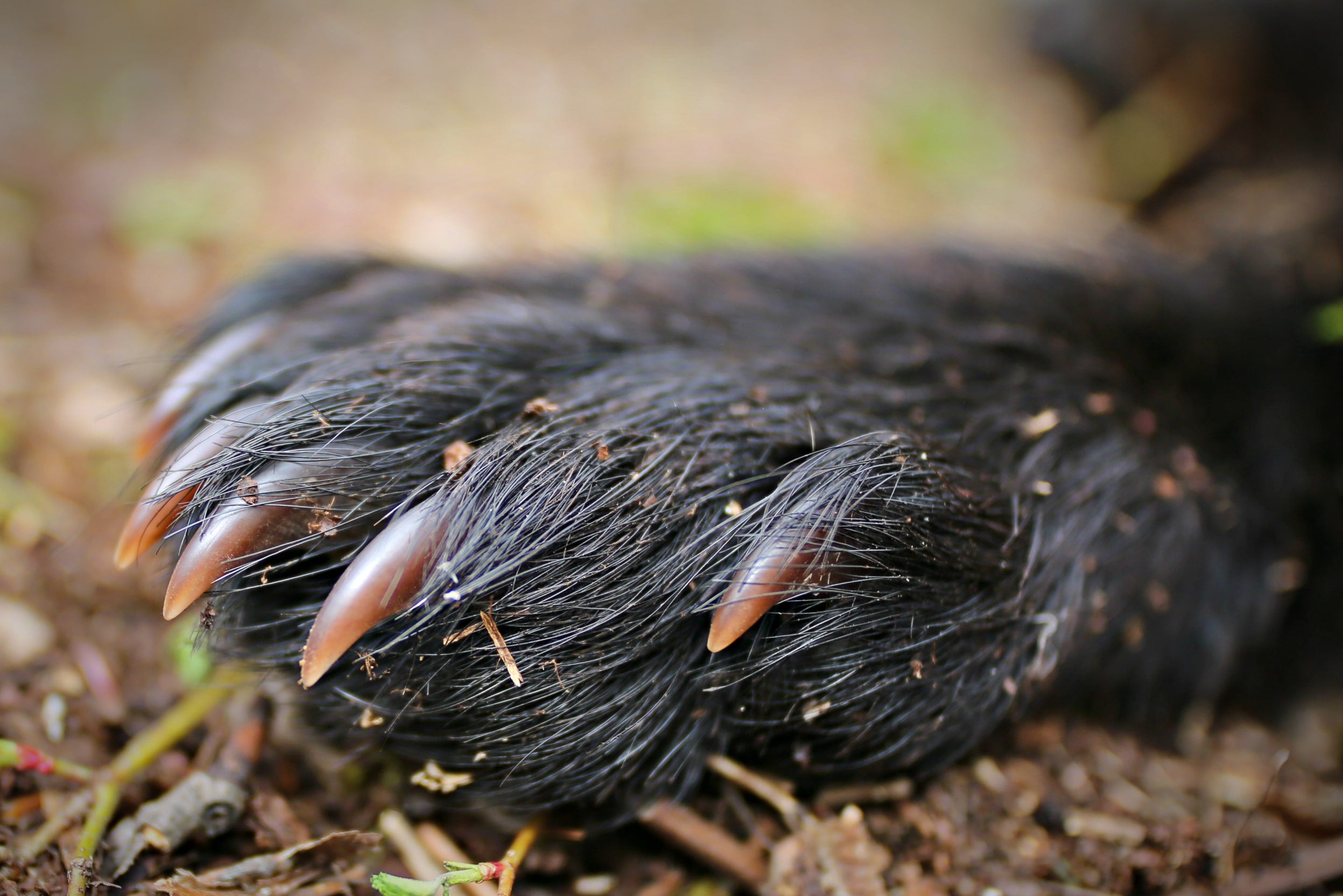 THE 10 SECRETS TO BIG BOAR SUCCESS – Mathews Archery