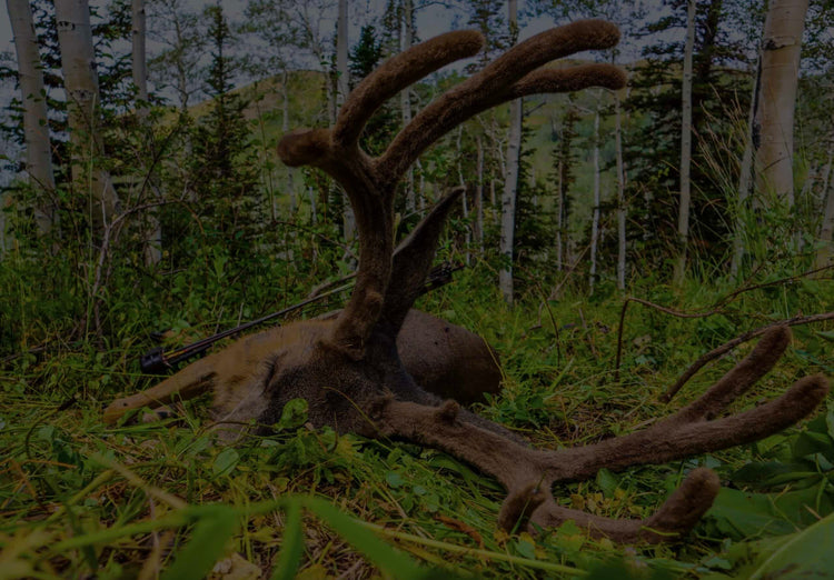 5 WAYS TO MESS UP A HIGH COUNTRY MULE DEER BOWHUNT