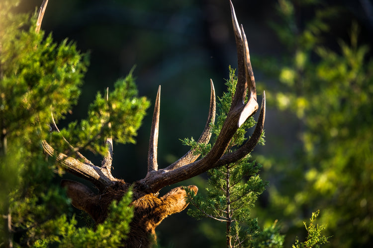 HOW TO SELECT YOUR NEXT ELK HUNT