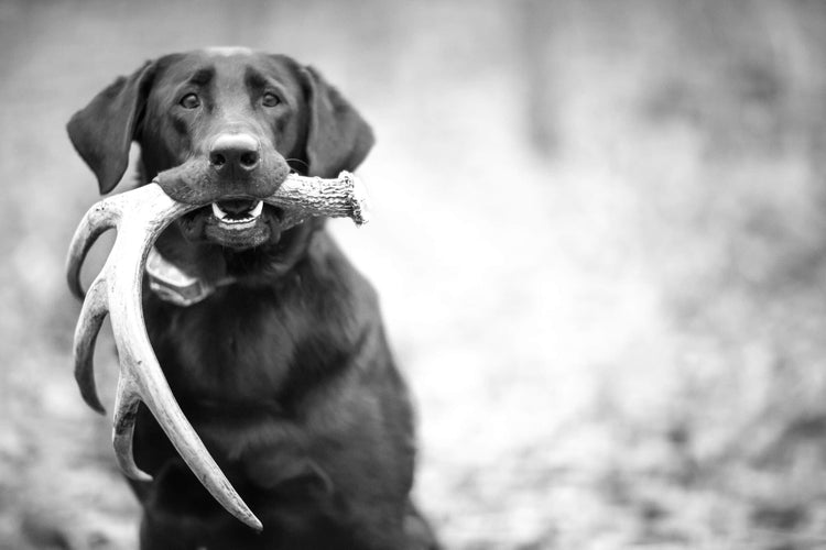 SHED HUNTING STRATEGY