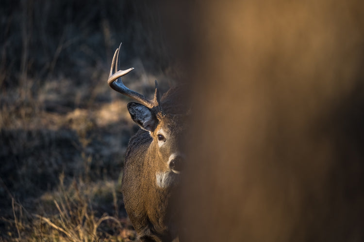 5 THINGS HUNTERS DO WRONG DURING THE RUT