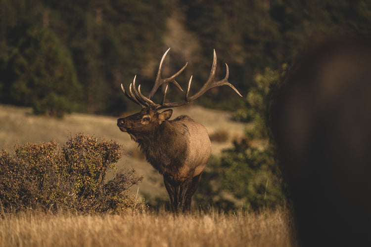 HERD BULL AMBUSH TACTICS