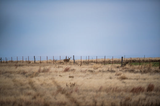 WHITETAILS IN THE WIDE OPEN