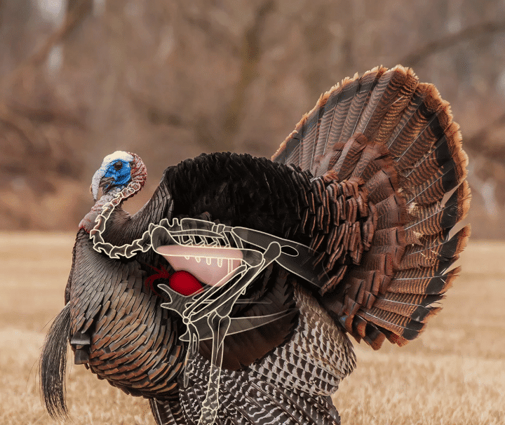 TURKEY SHOT PLACEMENT